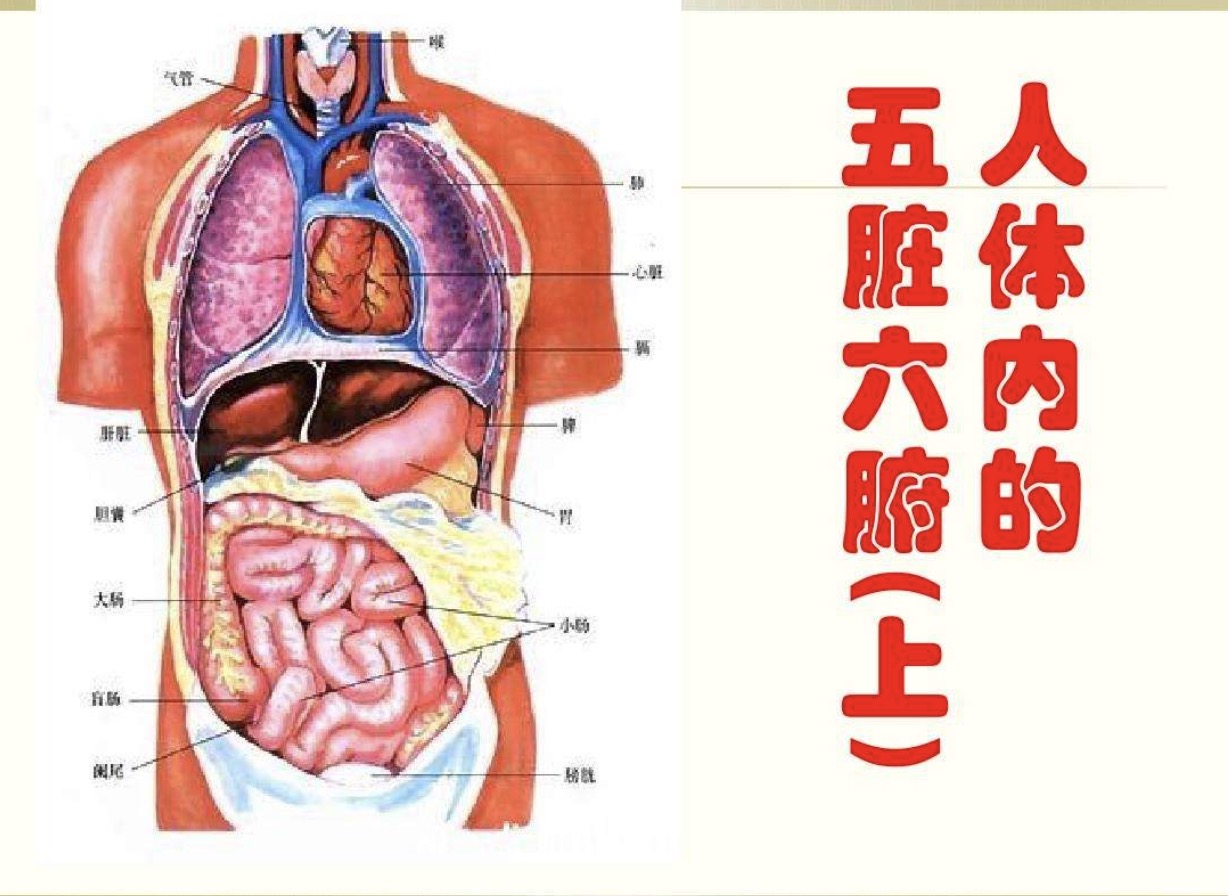 五脏六腑的拼音