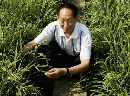 人民日报发文追记袁隆平，你有什么话对袁爷爷说？