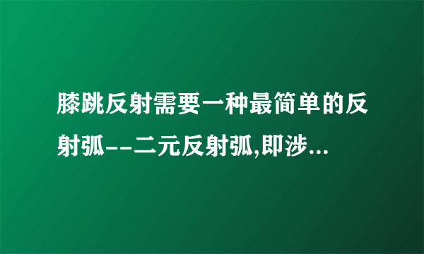 膝跳反射需要一种最简单的反射弧--二元反射弧,即涉及两条神经