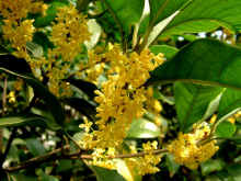 有关桂花树的资料