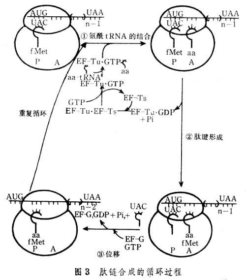 蛋白质合成的肽链步骤