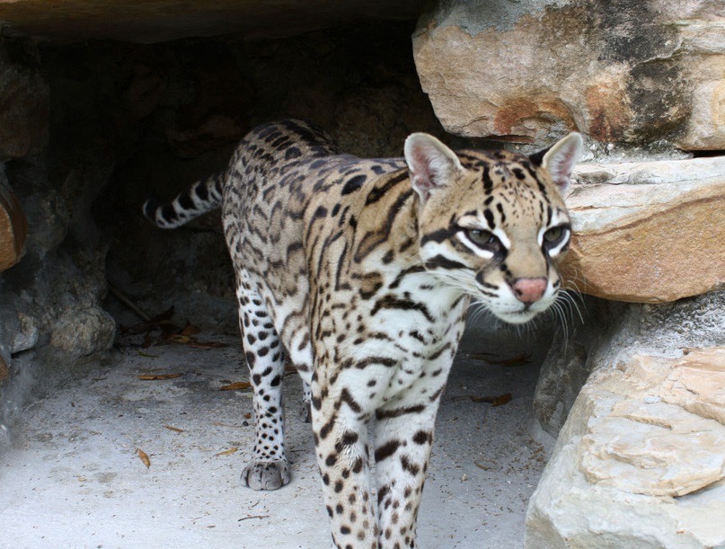 河南洛阳一养殖场现近百只豹猫，豹猫是种什么样的动物？