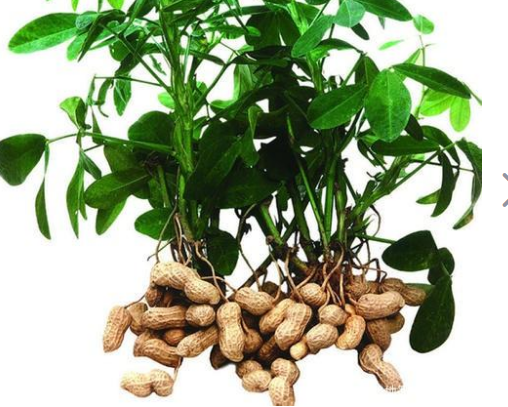 花生是不是国产植物油的第二大来源？