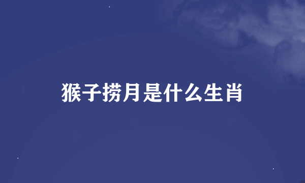 猴子捞月是什么生肖