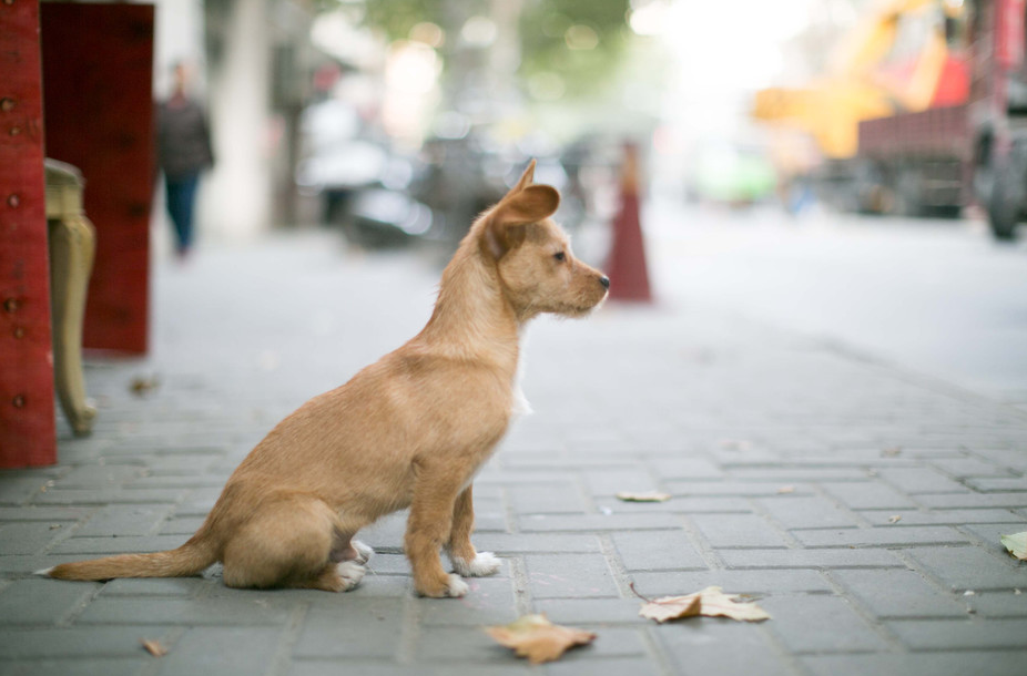 济南拟对遗弃犬只罚款2000元，你支持吗？