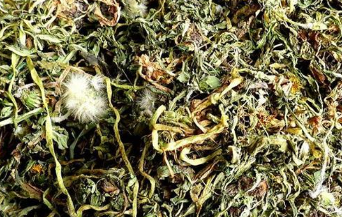 如何正确制作干蒲公英