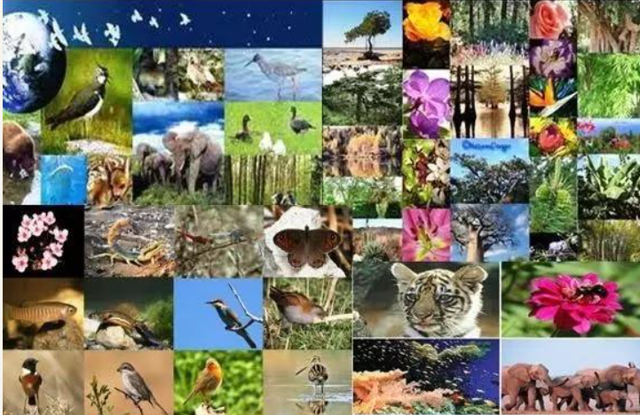 生物的多样性是什么？