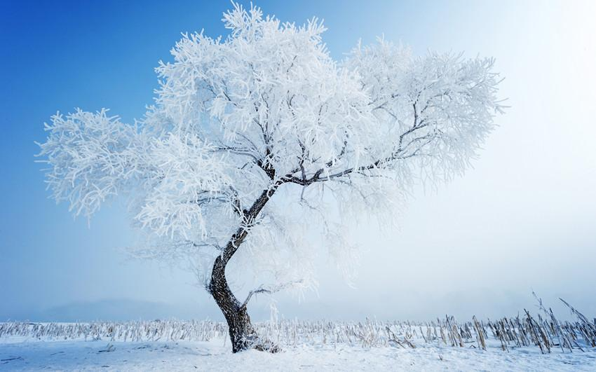 雪下的誓言是什么？