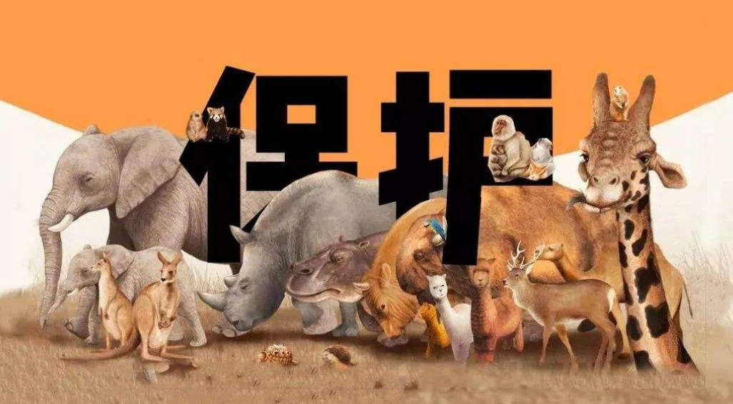 保护动物有哪些呢？