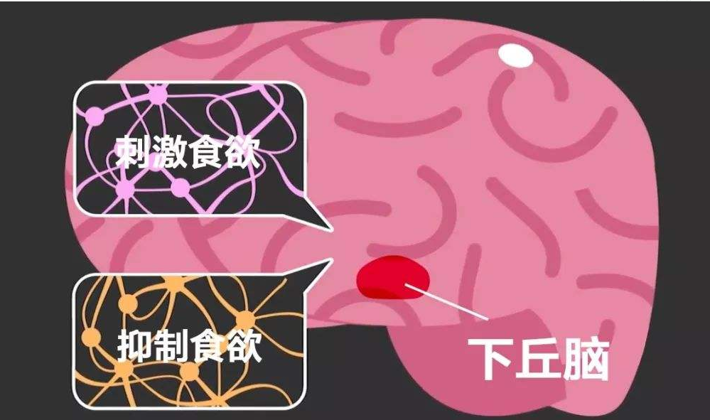人身体里的瘦素是什么？