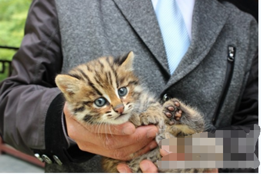 野生豹猫是国家保护动物吗？