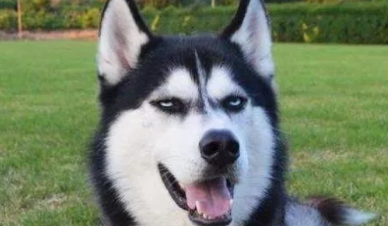 什么狗狗最好养？