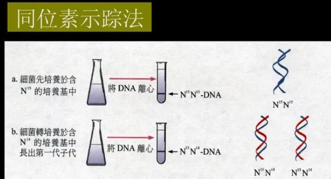 同位素示踪法是什么?