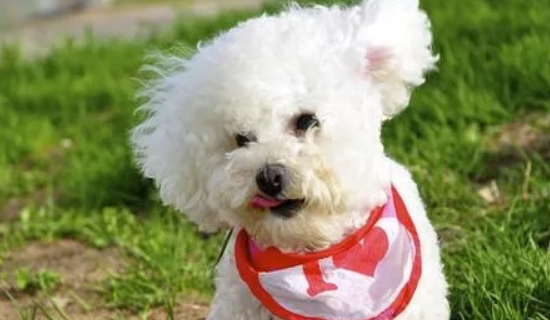 什么狗狗最好养？