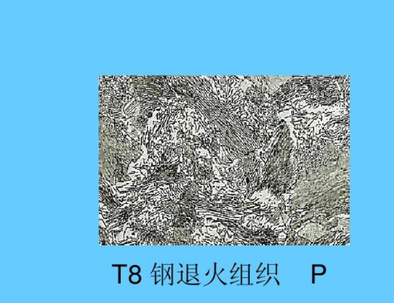 T8钢组织特征