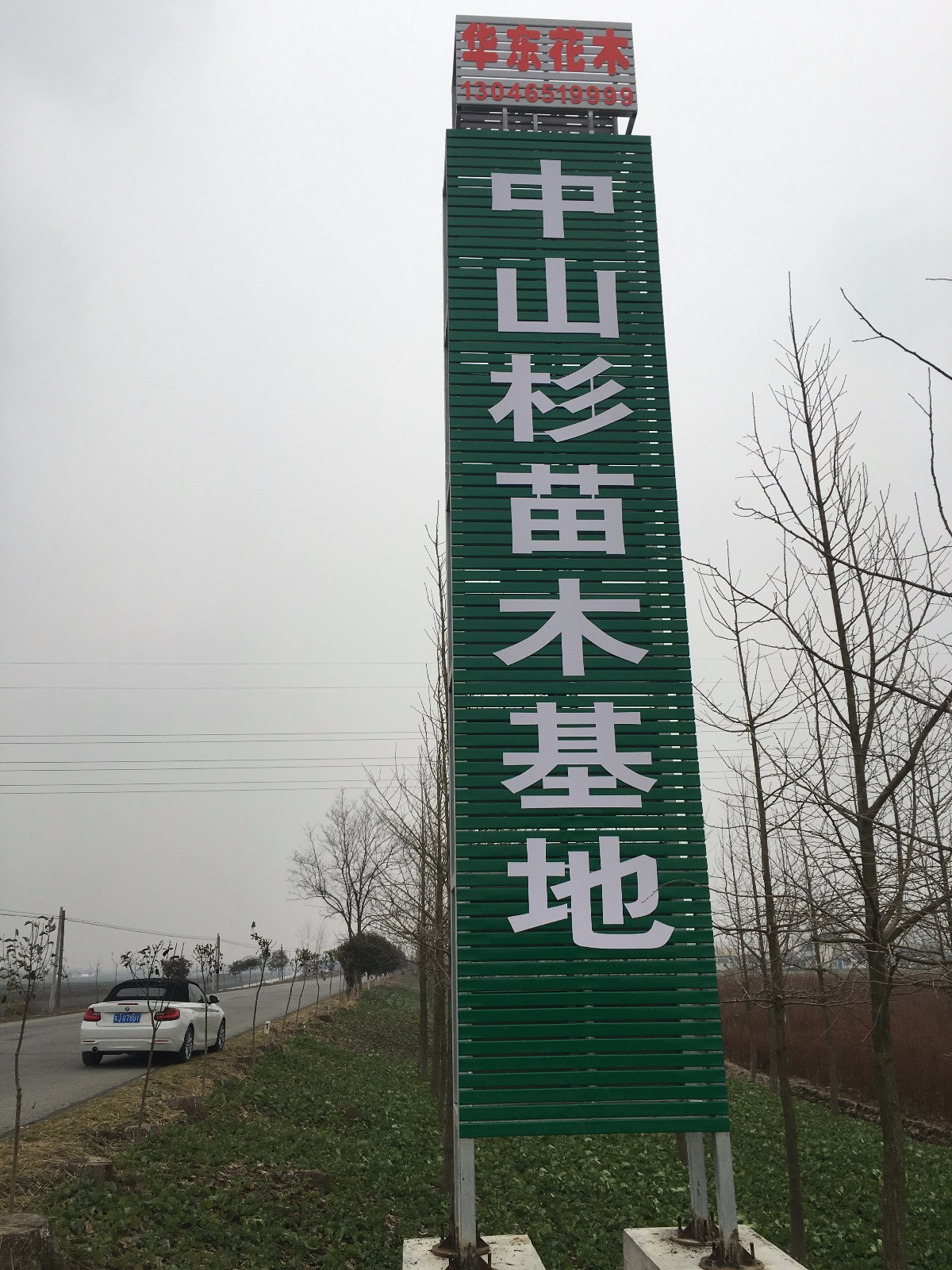 现在水杉树和落叶松的价格各是多少?