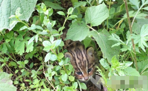 野生豹猫是国家保护动物吗？