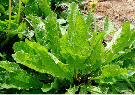 东北山野菜有哪些？