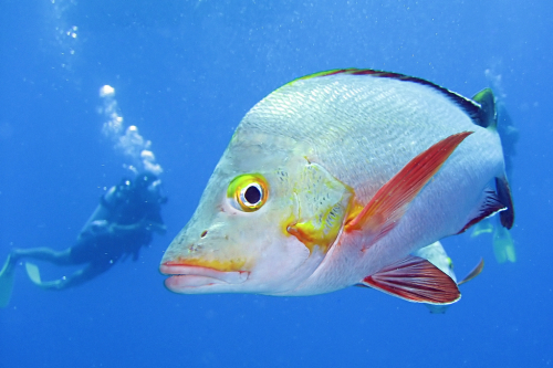 去大溪地旅游一次要花多少钱