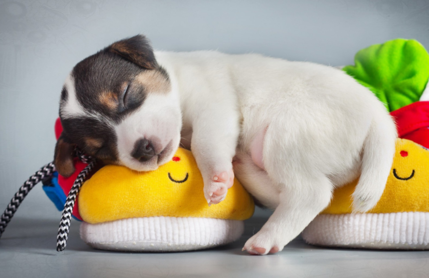 浑身是胆的动物是什么?