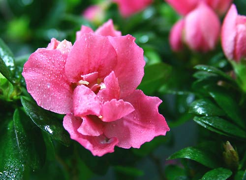 小学一年级拼音辅导有什么方法?