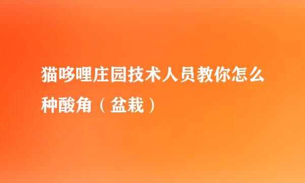 猫哆哩庄园技术人员教你怎么种酸角（盆栽）