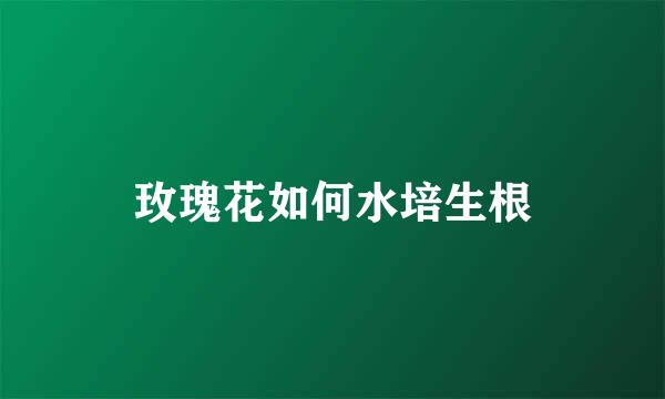 玫瑰花如何水培生根