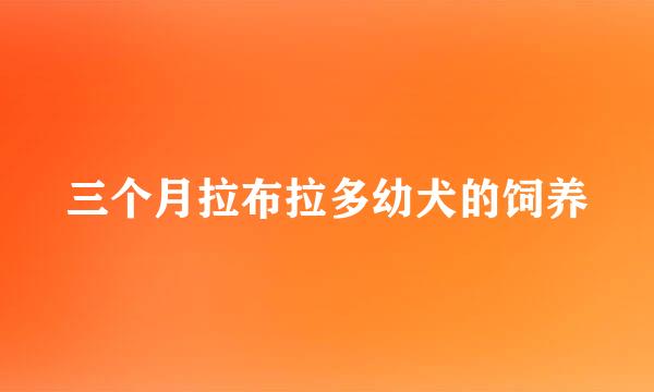 三个月拉布拉多幼犬的饲养