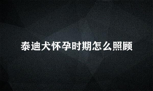 泰迪犬怀孕时期怎么照顾