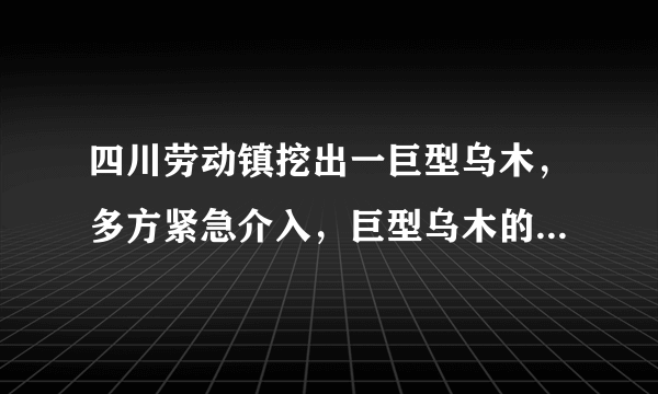 四川劳动镇挖出一巨型乌木，多方紧急介入，巨型乌木的价值几何？