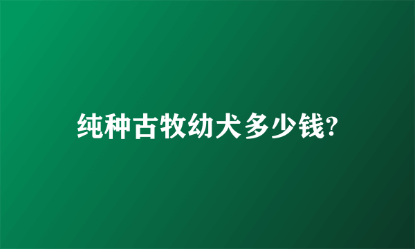 纯种古牧幼犬多少钱?