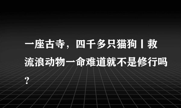 一座古寺，四千多只猫狗丨救流浪动物一命难道就不是修行吗？