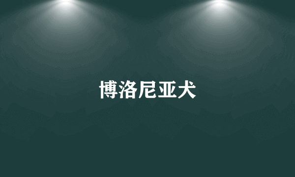 博洛尼亚犬