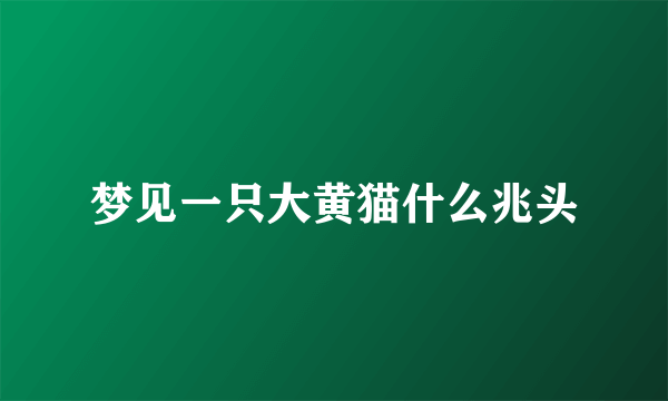 梦见一只大黄猫什么兆头
