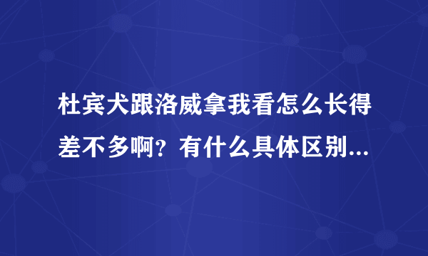 杜宾犬跟洛威拿我看怎么长得差不多啊？有什么具体区别吗？性格方面介绍一下