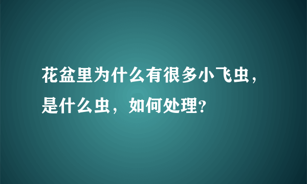 花盆里为什么有很多小飞虫，是什么虫，如何处理？