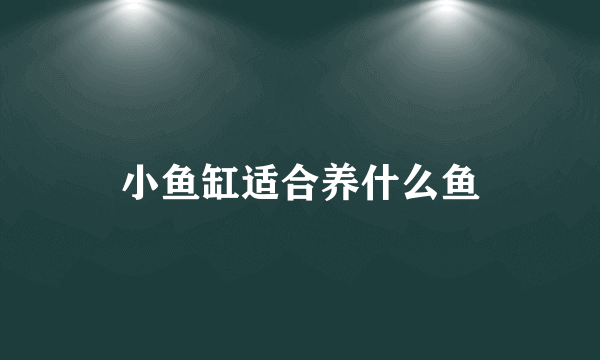 小鱼缸适合养什么鱼