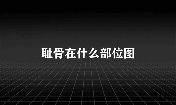 耻骨在什么部位图