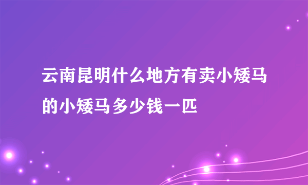 云南昆明什么地方有卖小矮马的小矮马多少钱一匹