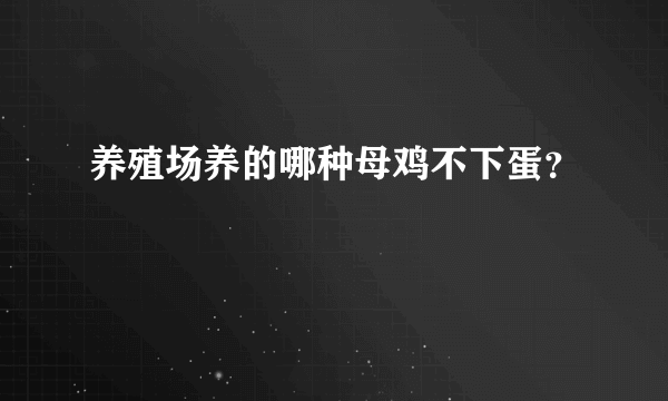 养殖场养的哪种母鸡不下蛋？