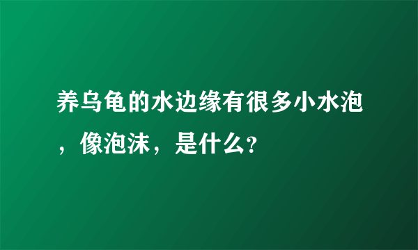 养乌龟的水边缘有很多小水泡，像泡沫，是什么？