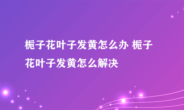 栀子花叶子发黄怎么办 栀子花叶子发黄怎么解决