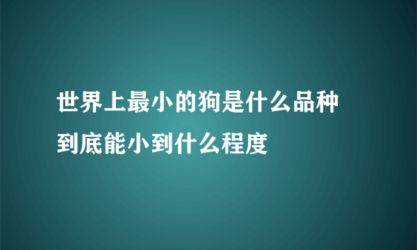 世界上最小的狗是什么品种 到底能小到什么程度