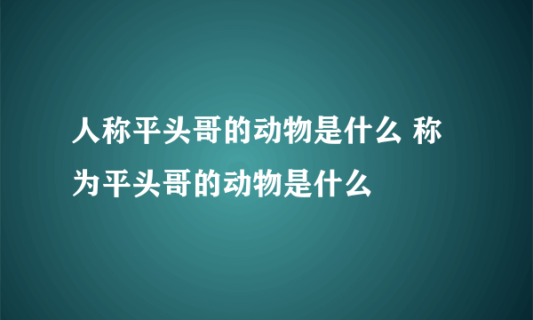 人称平头哥的动物是什么 称为平头哥的动物是什么