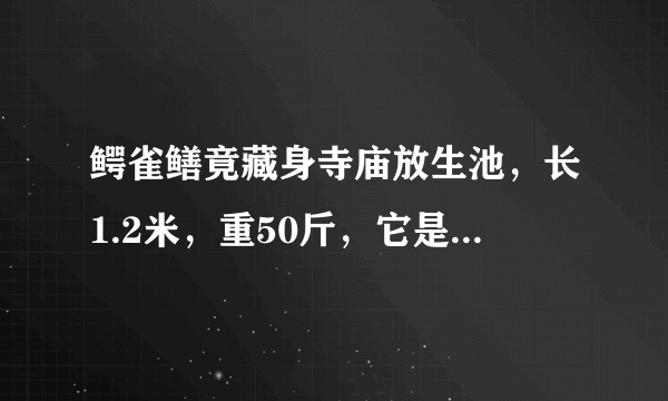 鳄雀鳝竟藏身寺庙放生池，长1.2米，重50斤，它是如何来到这里的？