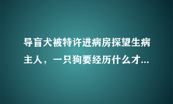 导盲犬被特许进病房探望生病主人，一只狗要经历什么才能成为一只导盲犬？