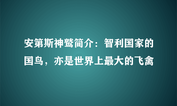 安第斯神鹫简介：智利国家的国鸟，亦是世界上最大的飞禽