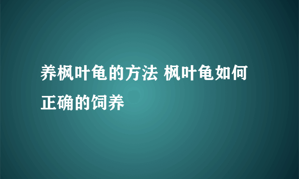养枫叶龟的方法 枫叶龟如何正确的饲养