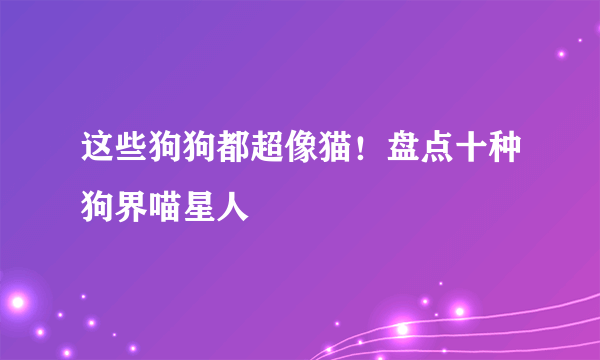 这些狗狗都超像猫！盘点十种狗界喵星人