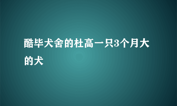 酷毕犬舍的杜高一只3个月大的犬